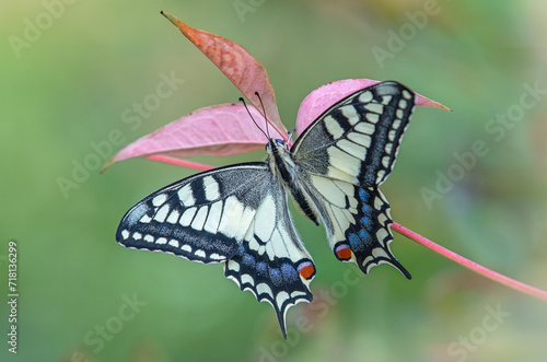 Obraz na płótnie Common or Old World Swallowtail butterfly (Papilio machaon) with spread wings sitting on a cluster of leaves composing a natural flower in the delicate evening light, Italy. w salonie