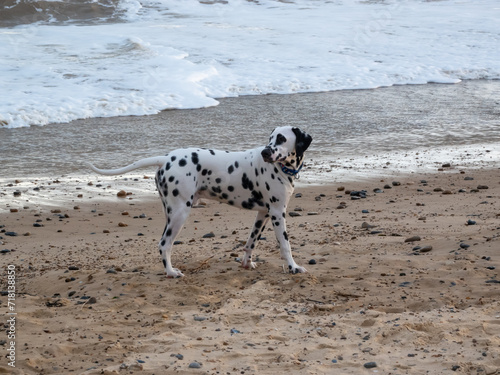 Dalmatian spotty dog walking on a beach