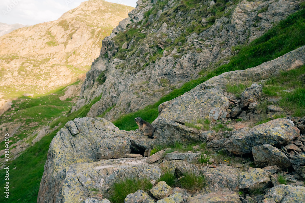 A marmot in mountain, in the Catalan Pyrenees, spain A marmot in mountain, in the Catalan Pyrenees, spain