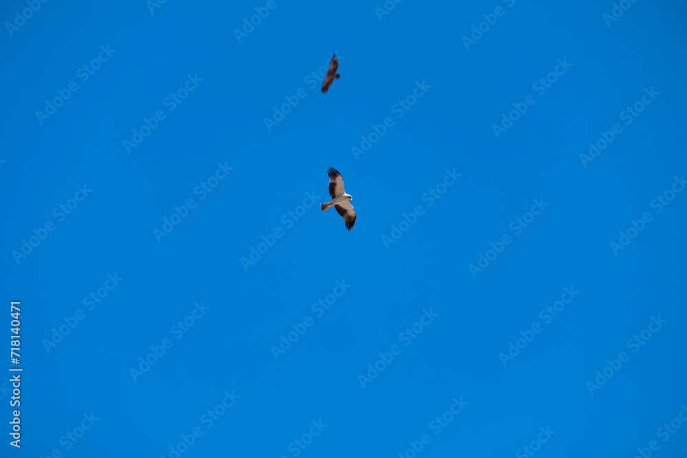 Hieraetus pennatus. Booted Eagle in flight with blue sky with clouds in the background. Hieraetus pennatus. Booted Eagle in flight with blue sky with clouds in the background.