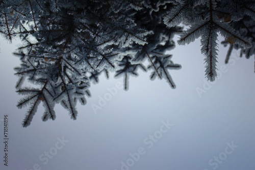 A tree branch covered with fluffy snow, a pine paw with green needles. Beautiful winter landscape.