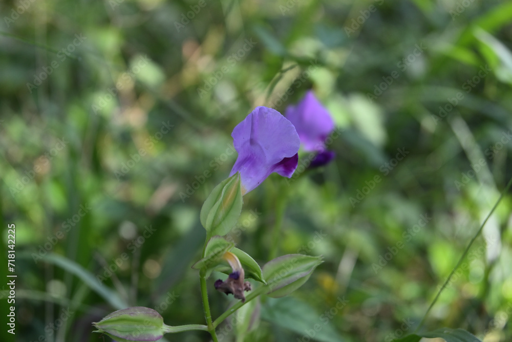 View from the back of a dark purple colored Torenia genus Wishbone flower View from the back of a dark purple colored Torenia genus Wishbone flower