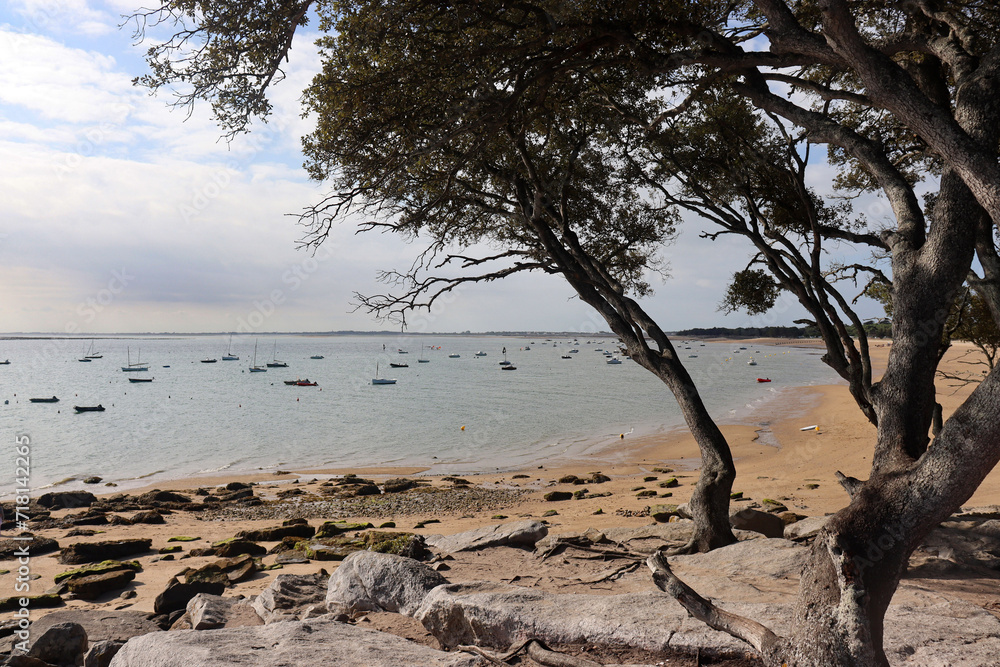 Pinien am Strand von Noirmoutier, Atlantikküste, Frankreich Pinien am Strand von Noirmoutier, Atlantikküste, Frankreich