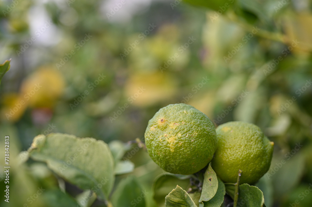 delicious juicy lemons on a tree in the garden in winter on the Mediterranean 1 delicious juicy lemons on a tree in the garden in winter on the Mediterranean 1