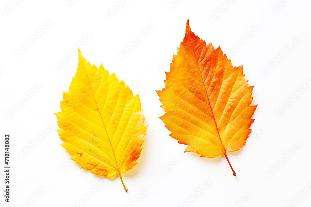 Autumn leaves isolated on white background Autumn leaves isolated on white background