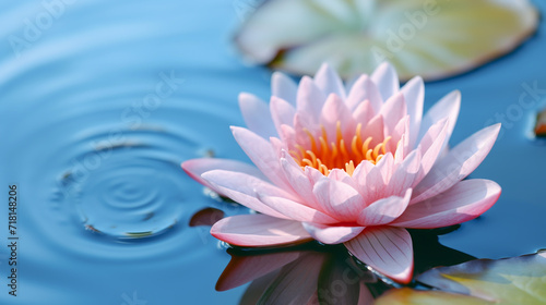 Pink lotus flower in lake