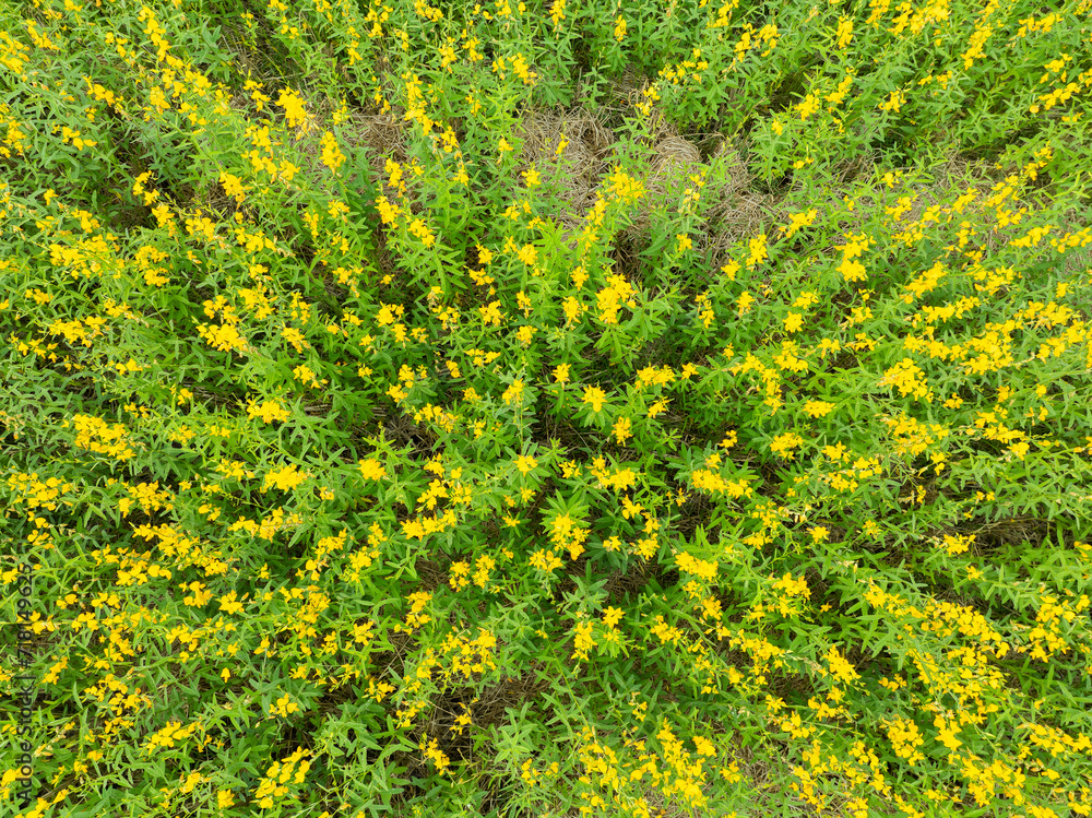 Obraz premium Drone shot from above The yellow multi-flowered flowers are hemp flowers native to Asia. The environment is like a foreign view. It is spacious and looks fresh and outstanding.