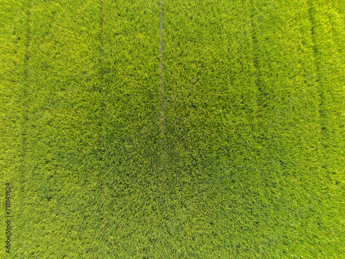 High angle view of a large rice field There are ears of rice ready to be harvested that look plentiful and green. From the farming of farmers in the Asian region in Thailand Ready to send to stores