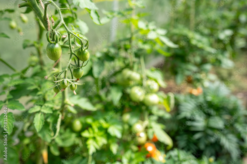 Fresh young tomato plants on branch in greenhouse. Green tomatoes plantation. Organic farming,