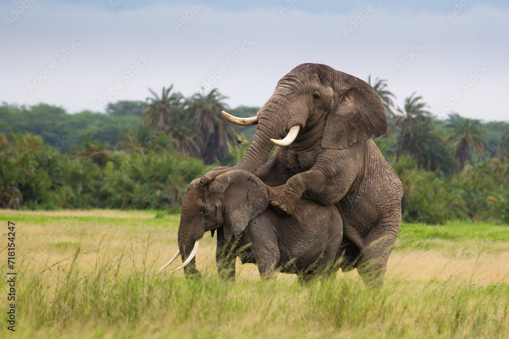 Miłość słoni na afrykańskiej sawannie w Amboseli National Park Kenya - obrazy, fototapety, plakaty 