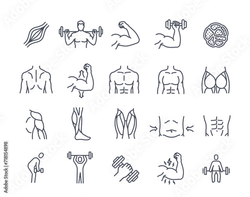 Set of muscles line icons. Human body parts, muscle tissue, biceps, quadriceps, deltoid and calf. Bodybuilding, workout and exercises. Outline simple vector collection isolated on white background