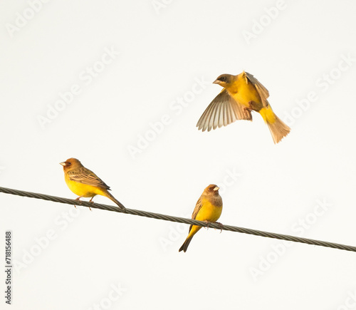 Red & Black Headed Bunting