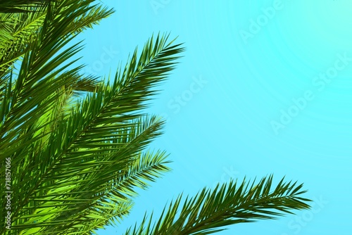 tropical palm leaves on blue gradient summer background. Green palm tree  isolated on spring  background  © HDESINER