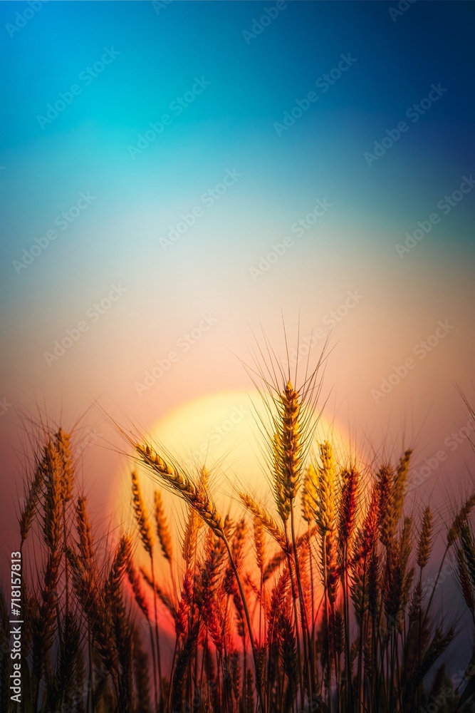 Beautiful landscape of golden wheat field with sunset natural background.