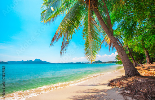 Beautiful coconut palm tree on tropical beach © Alexander Ozerov