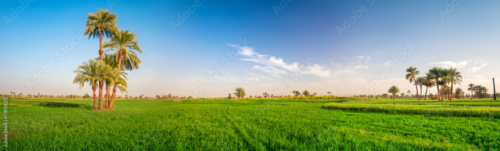 Beautiful geen fields at sunset time, Luxor, Thailand - obrazy, fototapety, plakaty 