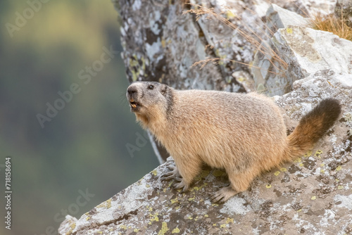 Obraz na płótnie The marmot comes out of the burrow to predict the weather, Alpine marmot, Alps Mountains, Italy. Groundhog - Marmota marmota w salonie