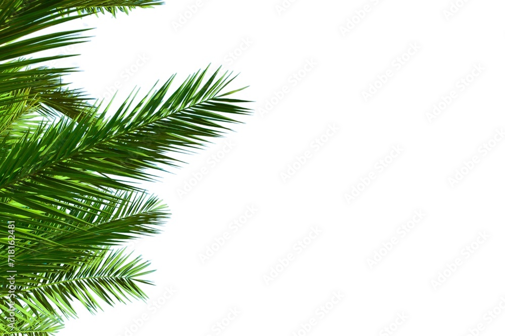 green leaf of palm tree isolated on white background. frame of palm branch on white background
