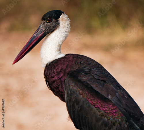 Asian Woolly-Necked Stork