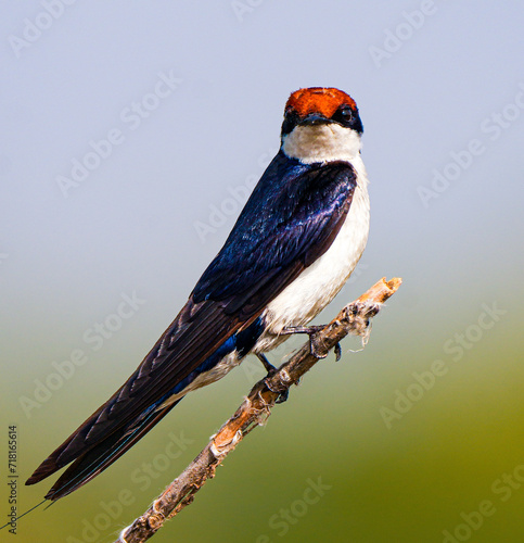 Wire Tailed Swallow