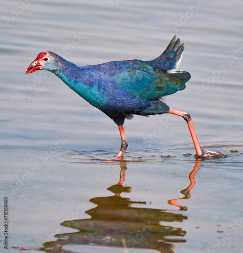 Gray-headed Swamphen