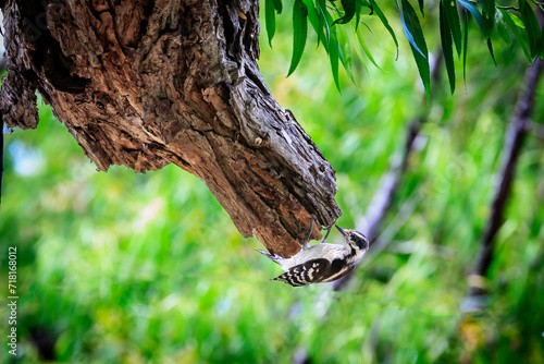 Hairy Woodpecker (Leuconotopicus villosus) in a tree photo