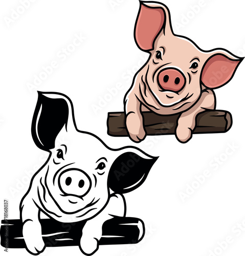 Pig vector