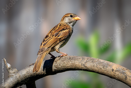 Female House Sparrow (Passer domesticus)