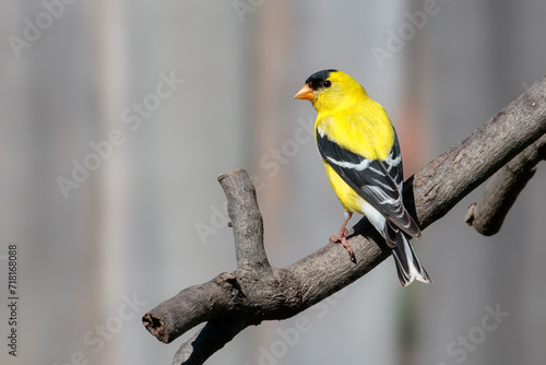 Fotografía American Goldfinch male (Spinus tristis) perched on a branch