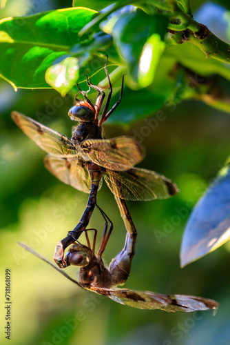 Prince Baskettail (Epitheca princeps) dragonfly. © Richard