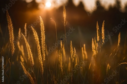 golden wheat field