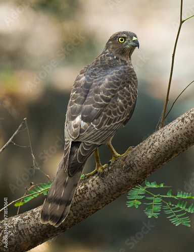 Shikra on the branch