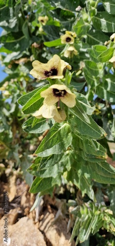 Henbane (Hyoscyamus niger, also black henbane and stinking nightshade) is a poisonous plant in the nightshade family Solanaceae Henbane is native to temperate Europe and Siberia, and naturalised in Gr photo