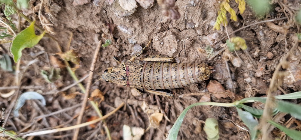 Obraz premium Nocaracris is a genus of European and western Asian grasshoppers in the family Pamphagidae It is the type genus of the tribe Nocarodeini possibly Nocaracris judithae found in Armenia