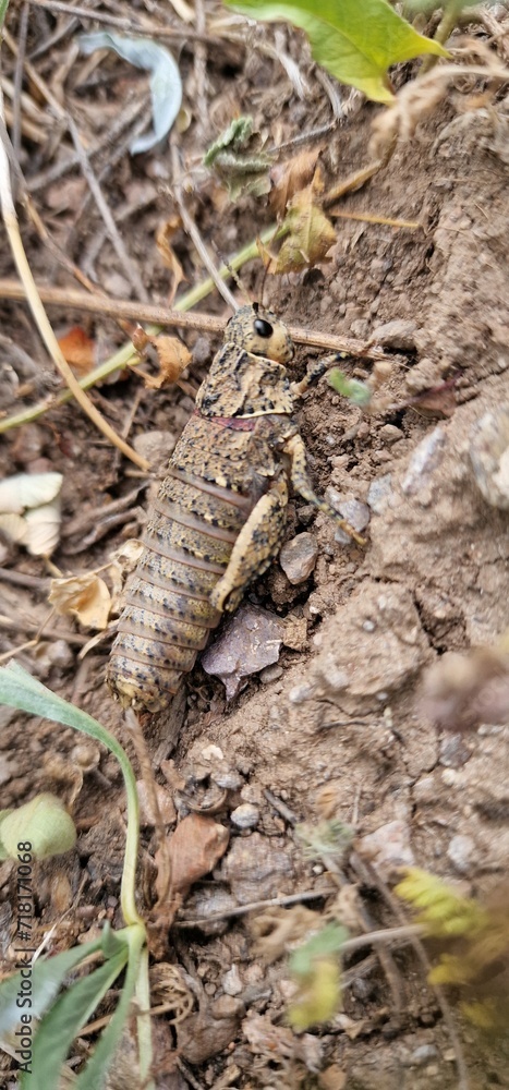 Obraz premium Nocaracris is a genus of European and western Asian grasshoppers in the family Pamphagidae It is the type genus of the tribe Nocarodeini possibly Nocaracris judithae found in Armenia