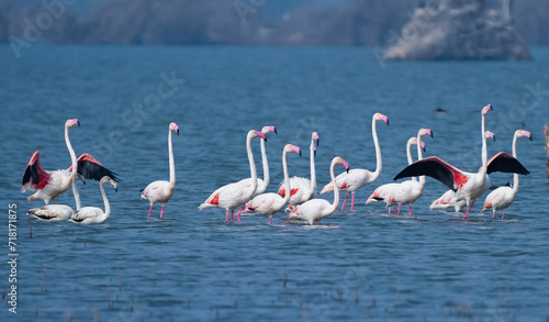 flamingos in the lake