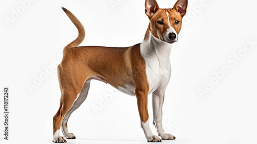 Basenji Dog © LeoArtes