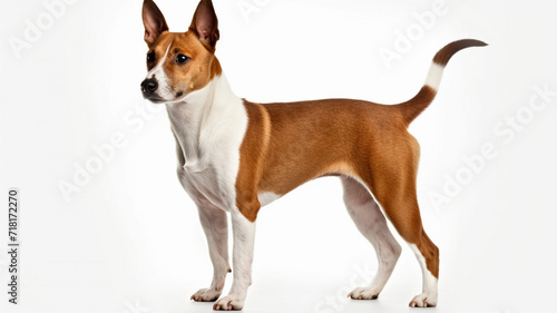 Basenji Dog