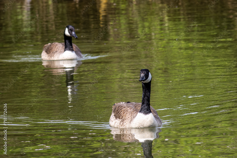 The Canada Goose, Branta canadensis at a Lake near Munich in Germany The Canada Goose, Branta canadensis at a Lake near Munich in Germany