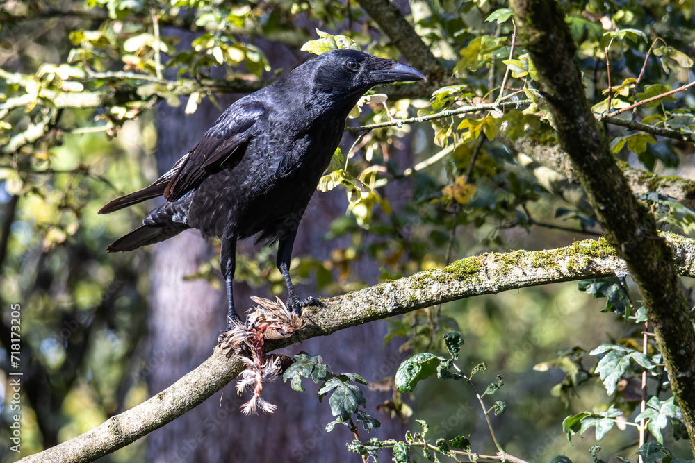 Naklejka premium The Common Raven, Corvus eating a little bird at Kleinhesseloher Lake in Munich, Germany