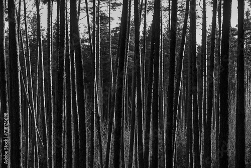 Monochrome capture of dense forest, tall slender trunks fill frame, texture of bark accentuated by light, straight vertical lines create pattern, layers of trees suggest depth
