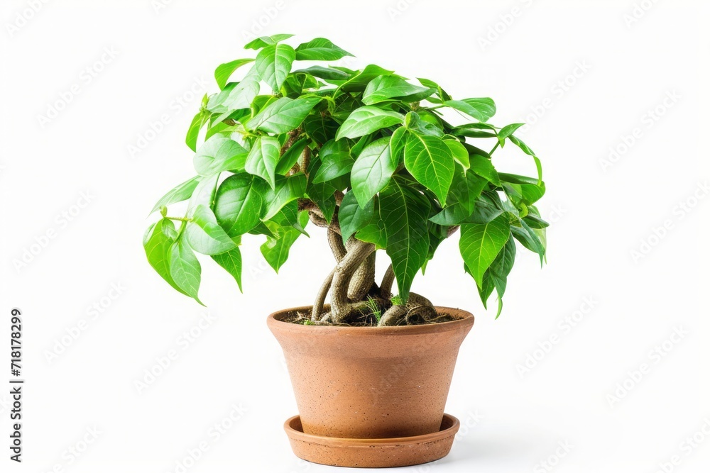 Money tree or Crassula in the pot isolated on white background