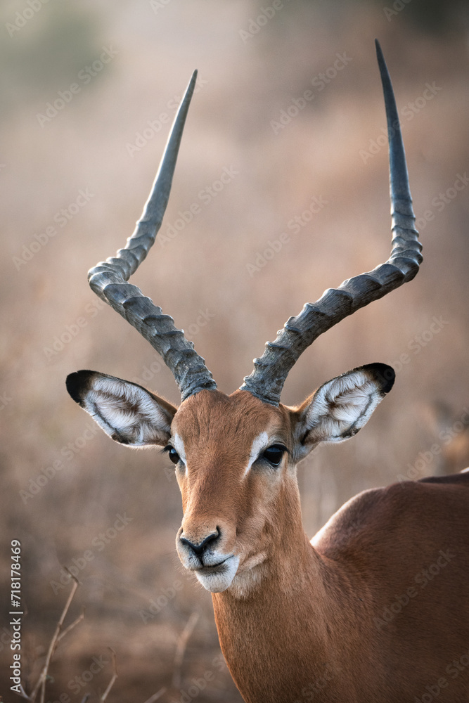 Portrait of an impala Portrait of an impala