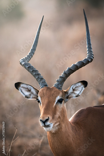 Portrait of an impala © Herlinde