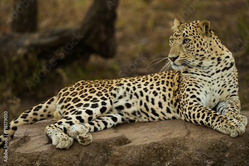 Leopard on the rock