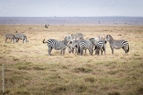 zebras in the Kenian savannah