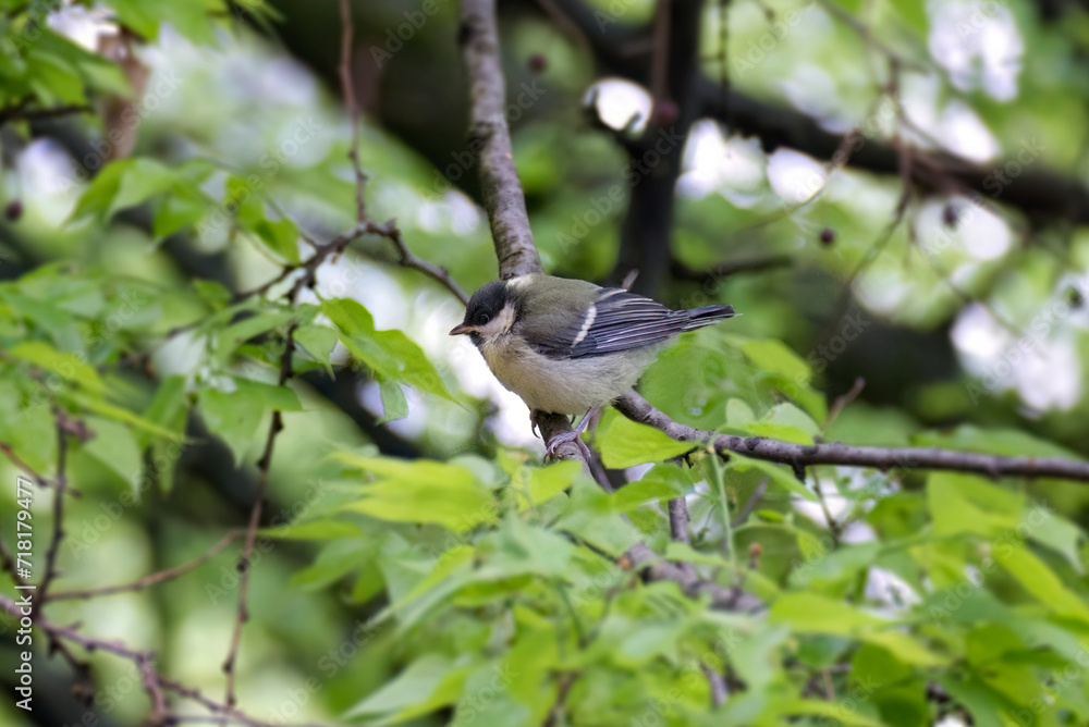 Juvenile Great tit (Parus major) sitting in a tree in Zurich, Switzerland Juvenile Great tit (Parus major) sitting in a tree in Zurich, Switzerland