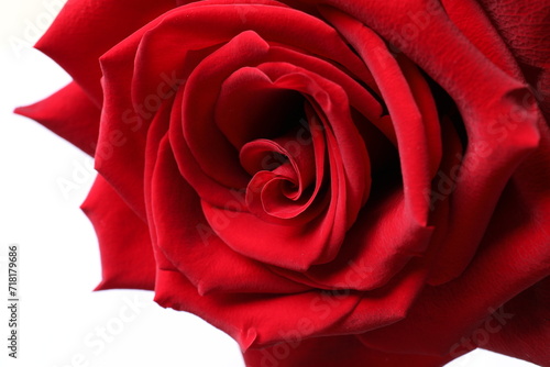 Fototapeta Naklejka Na Ścianę i Meble -  red rose on white background