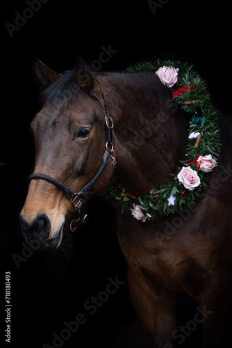 Bay horse wearing a Christmas wreath with a black background.