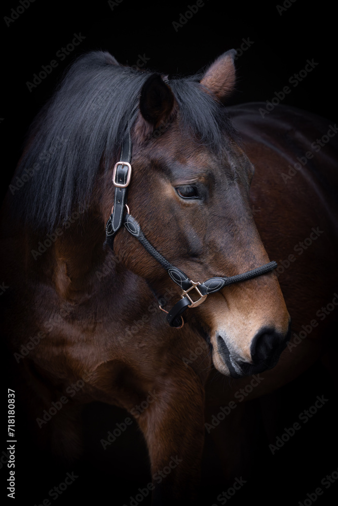 Obraz premium Bay horse with black background.